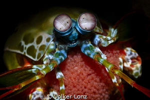 Mantis shrimp with eggs by Volker Lonz 